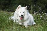 SAMOYEDE 047